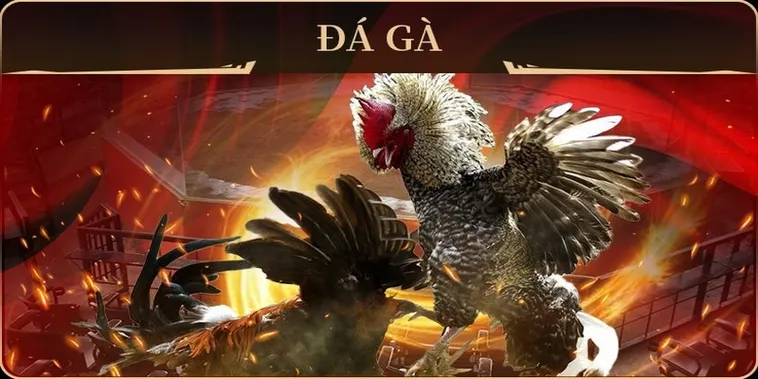 Hướng Dẫn Cách Chơi Đá Gà GA28 Tại HM88 Hiệu Quả Nhất